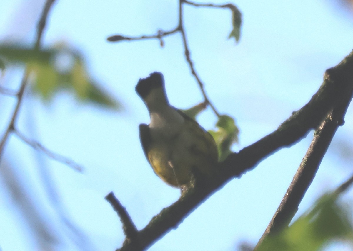 Magnolia Warbler - ML618406089