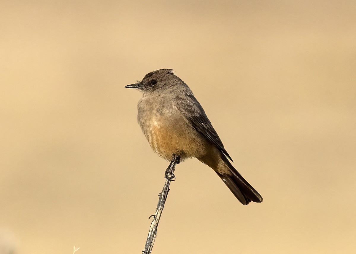 Say's Phoebe - Bob Martinka