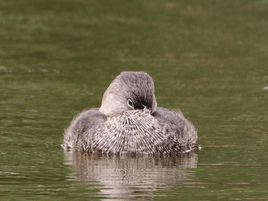 Pied-billed Grebe - ML618406099