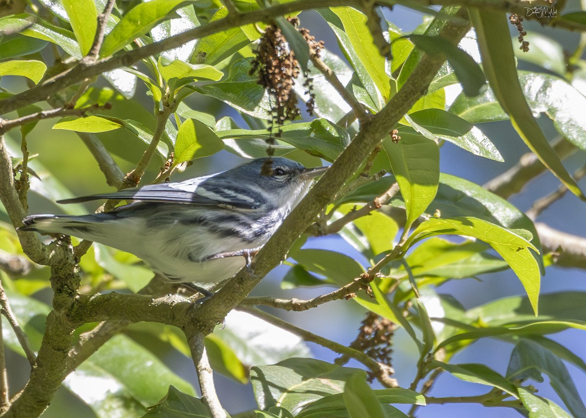 Cerulean Warbler - Darlene J McNeil