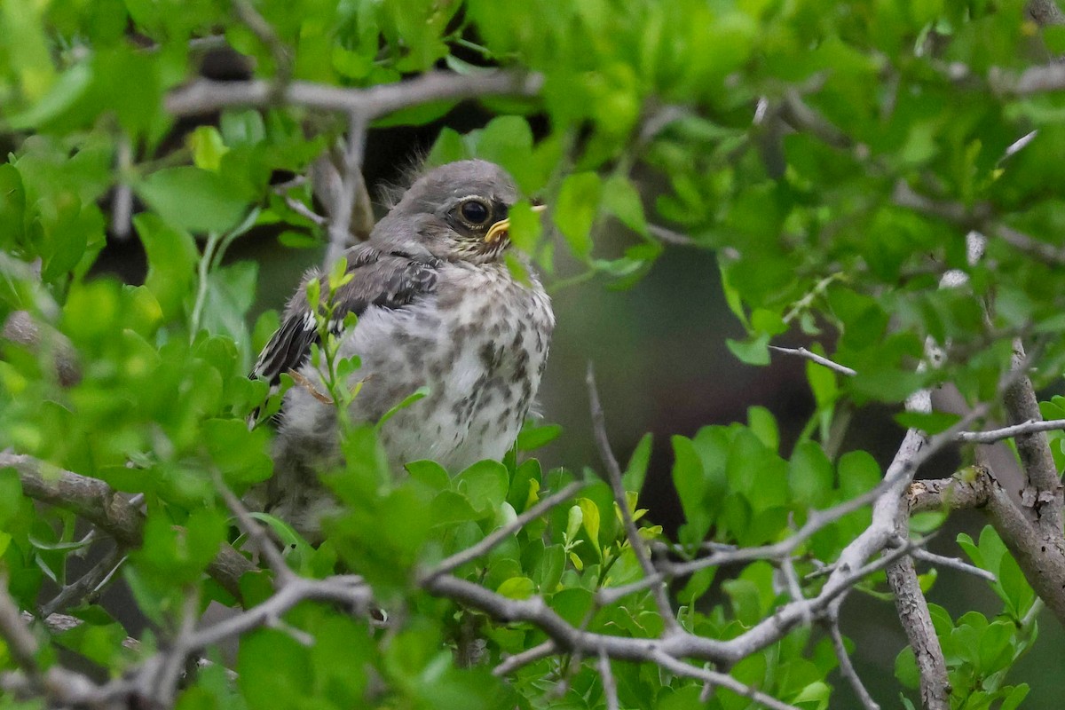 Northern Mockingbird - Parker Marsh