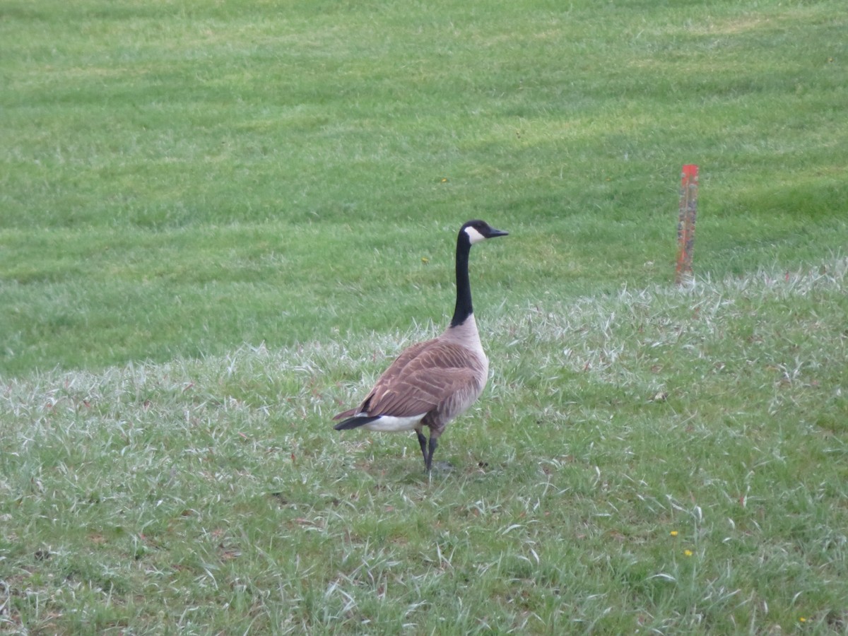 Canada Goose - ML618406202