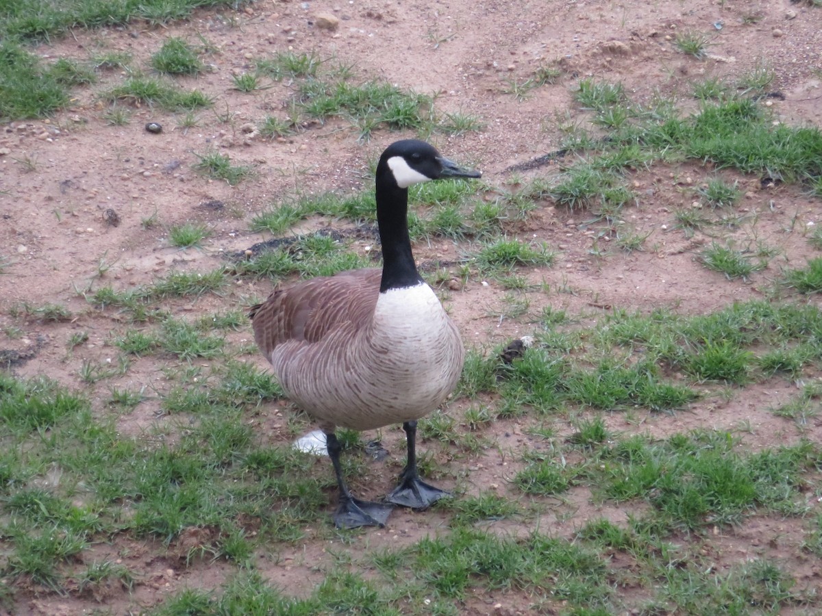 Canada Goose - ML618406203