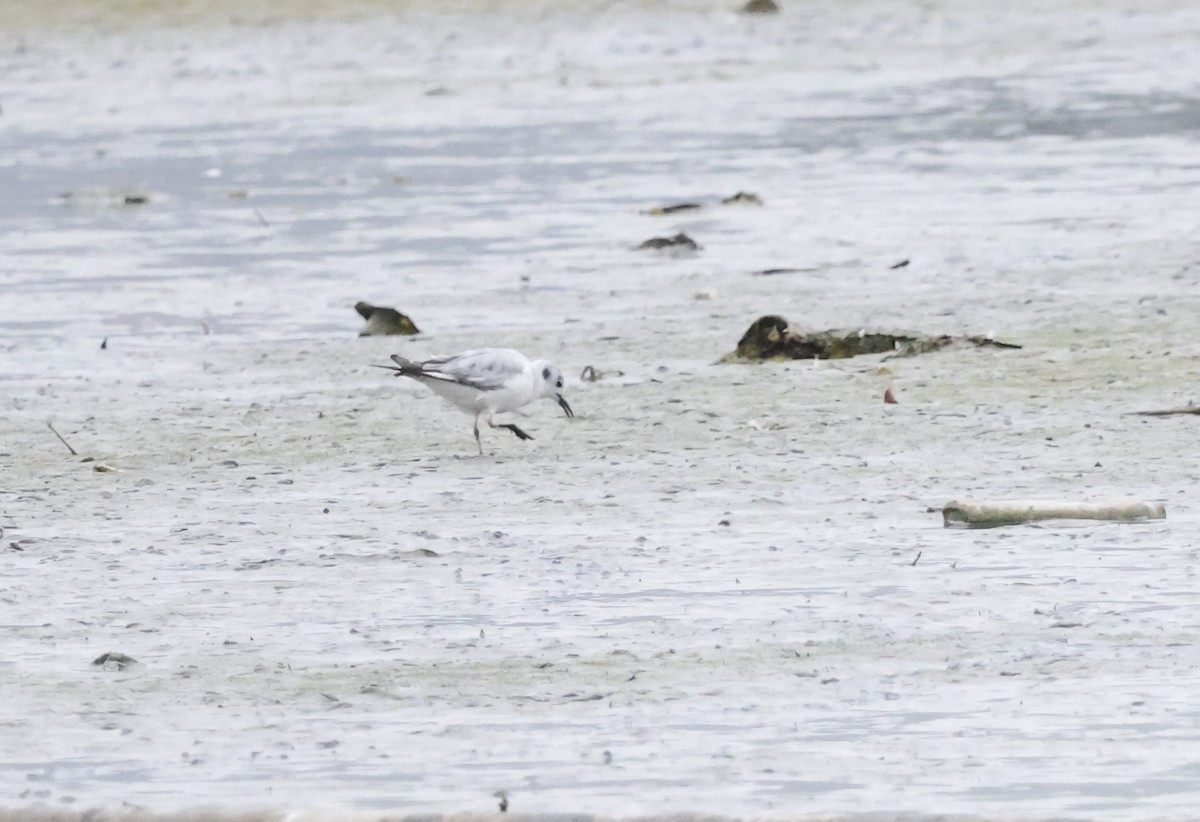 Bonaparte's Gull - ML618406206