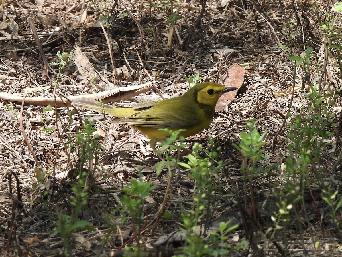 Hooded Warbler - Bradley Evans