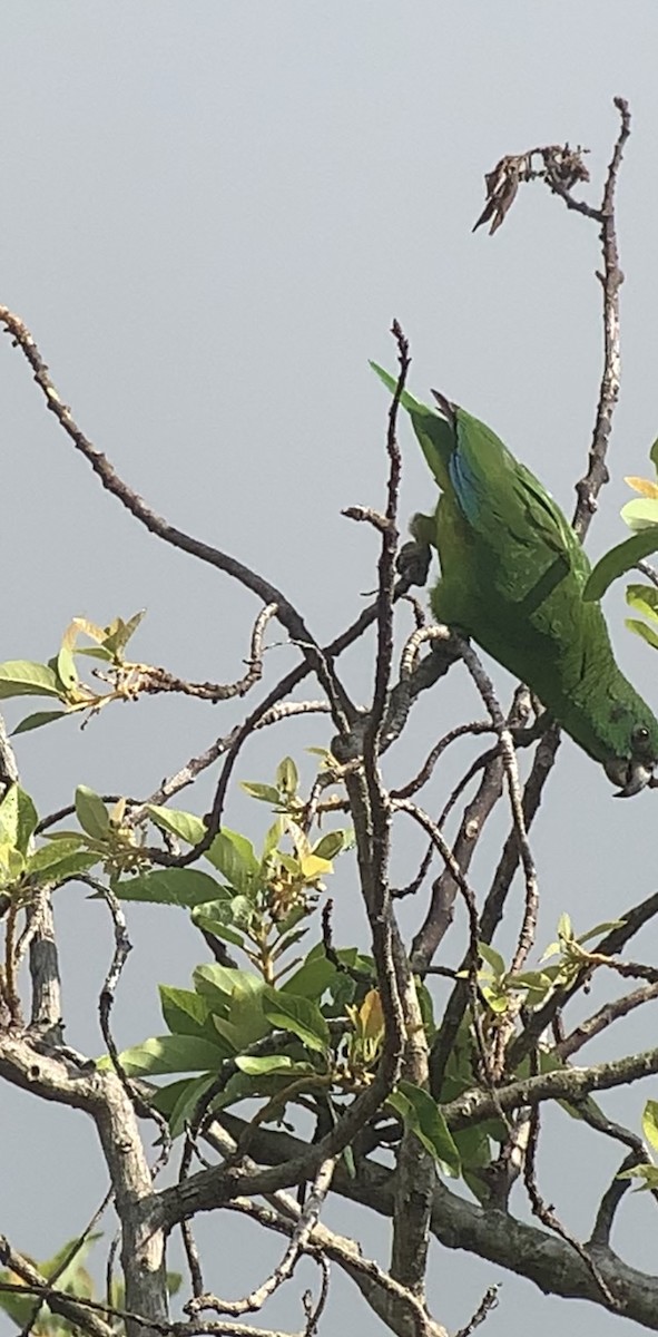 Black-billed Parrot - ML618406248