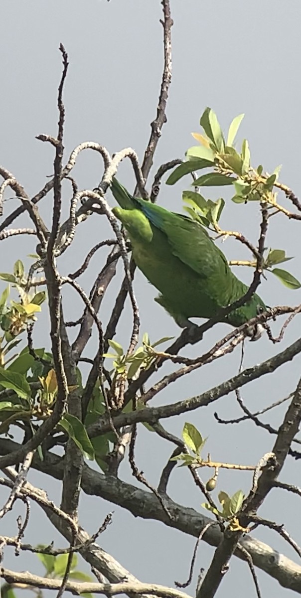 Black-billed Parrot - ML618406263