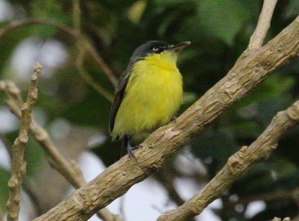 Common Tody-Flycatcher - ML618406272