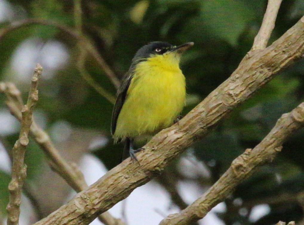 Common Tody-Flycatcher - Susan Hunter