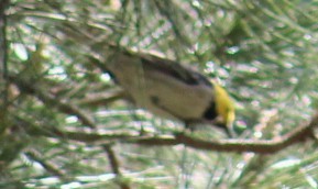 Hermit Warbler - Richard Breisch