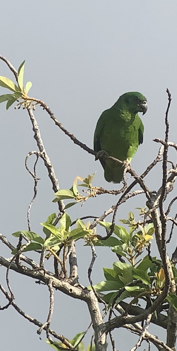 Black-billed Parrot - ML618406278