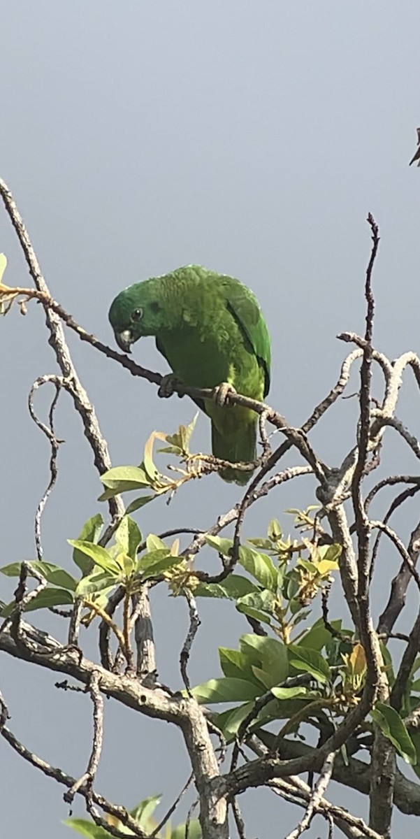 Black-billed Parrot - ML618406293