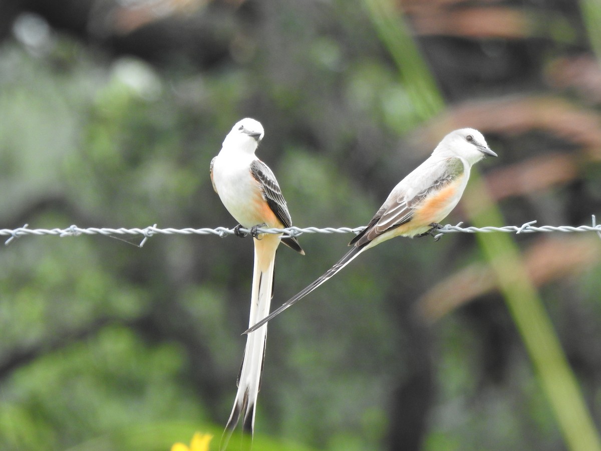 Scissor-tailed Flycatcher - Holly Perry
