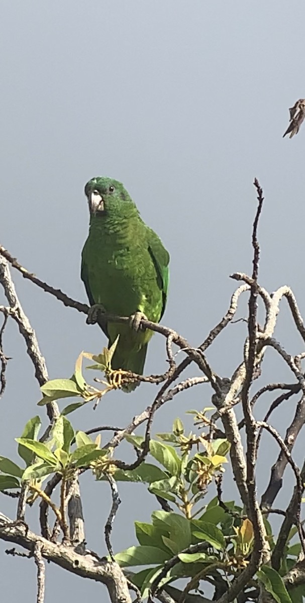 Black-billed Parrot - ML618406306