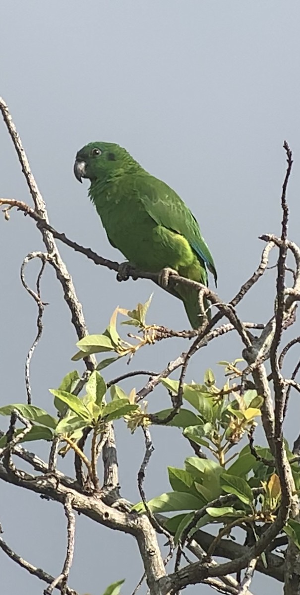 Black-billed Parrot - ML618406333