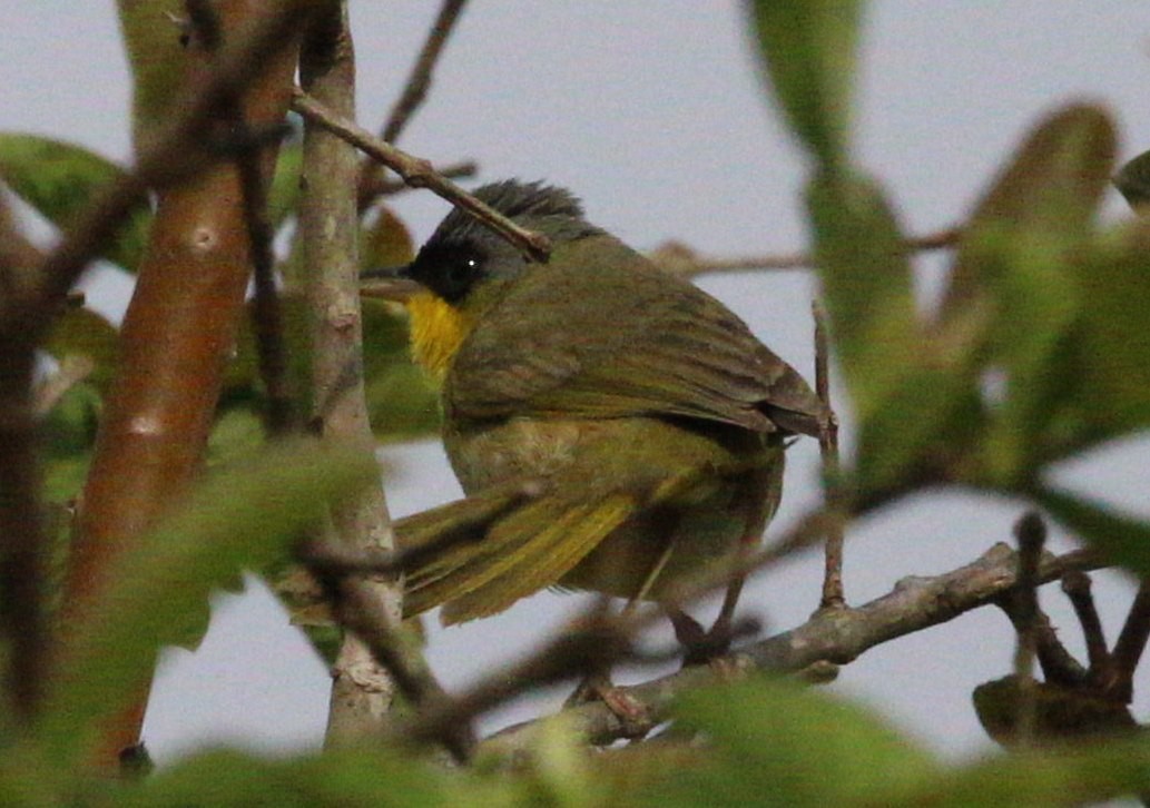 Gray-crowned Yellowthroat - ML618406335