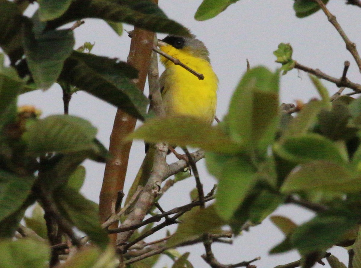 Gray-crowned Yellowthroat - ML618406336