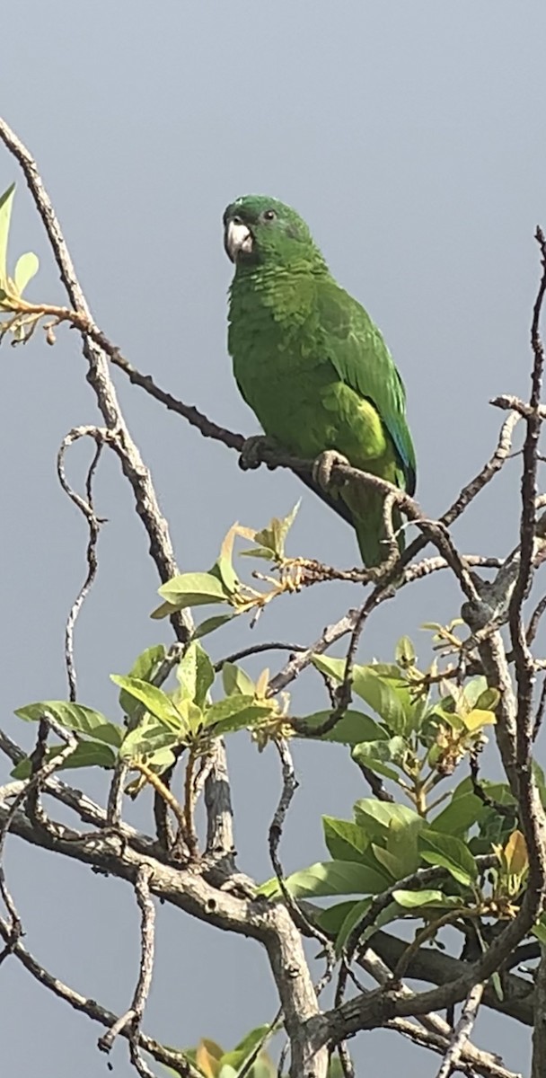 Black-billed Parrot - ML618406361