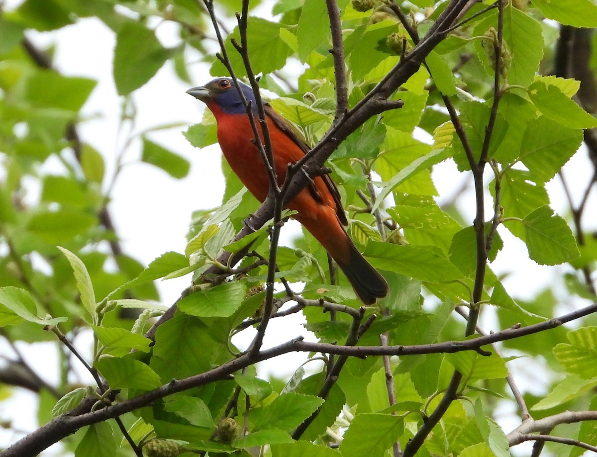 Painted Bunting - ML618406384