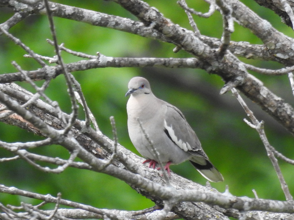 White-winged Dove - ML618406394