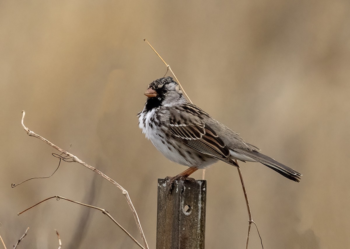 Harris's Sparrow - ML618406404