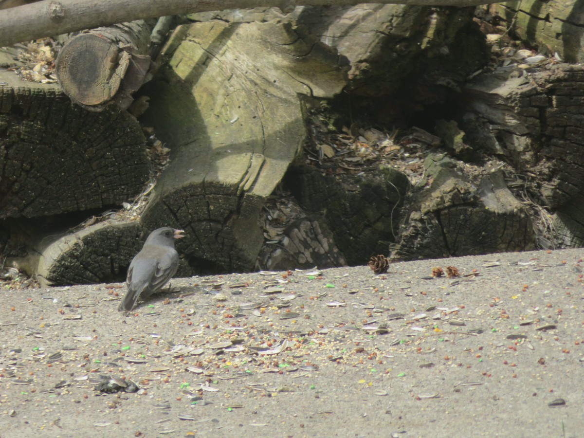 Dark-eyed Junco - ML618406424