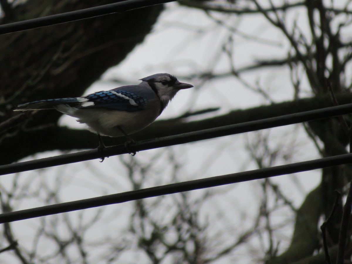 Blue Jay - ML618406426