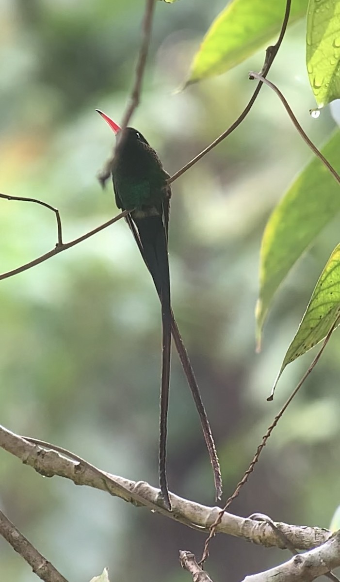kolibřík červenozobý - ML618406439
