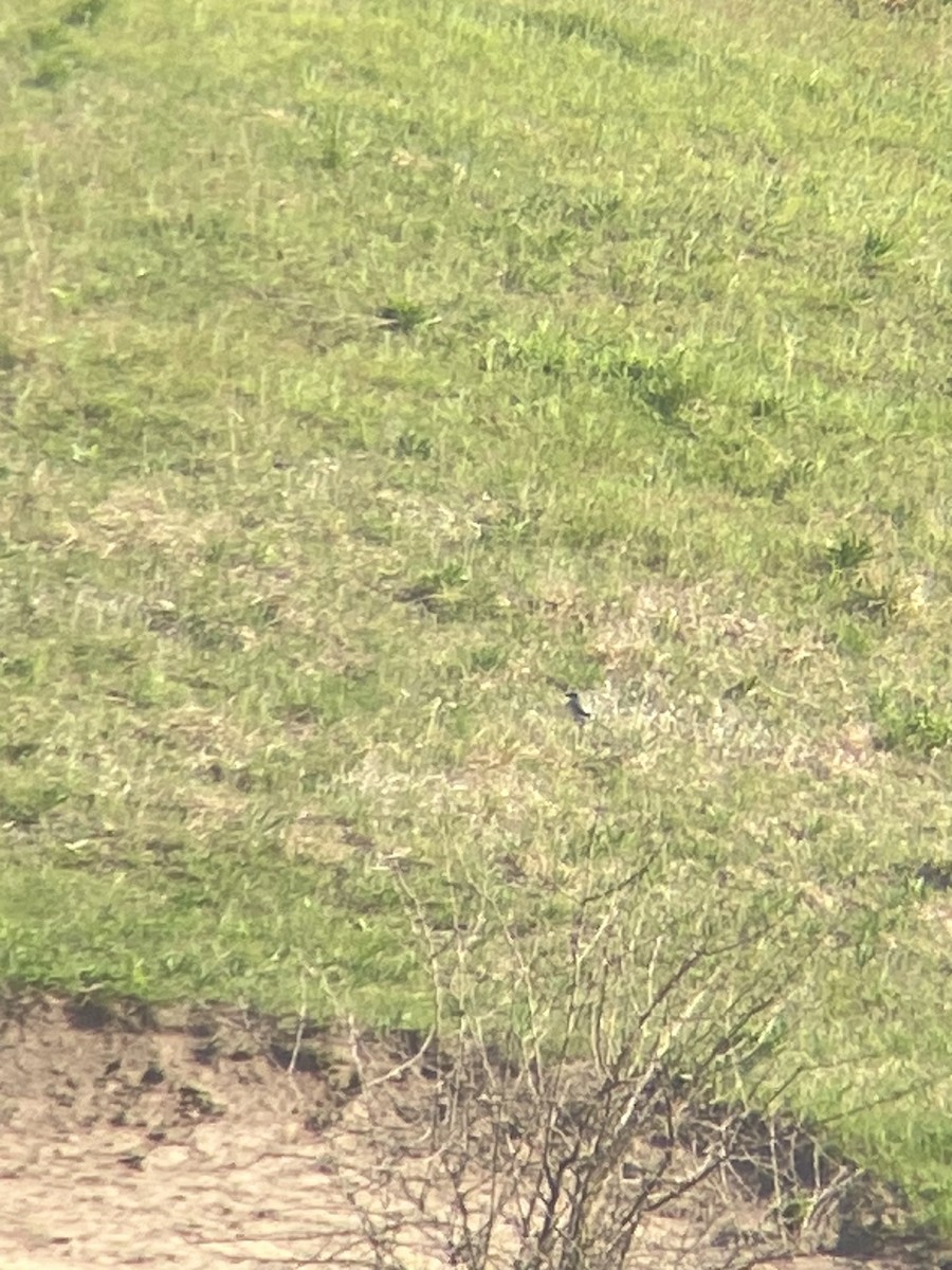 Loggerhead Shrike - Boyce Wofford