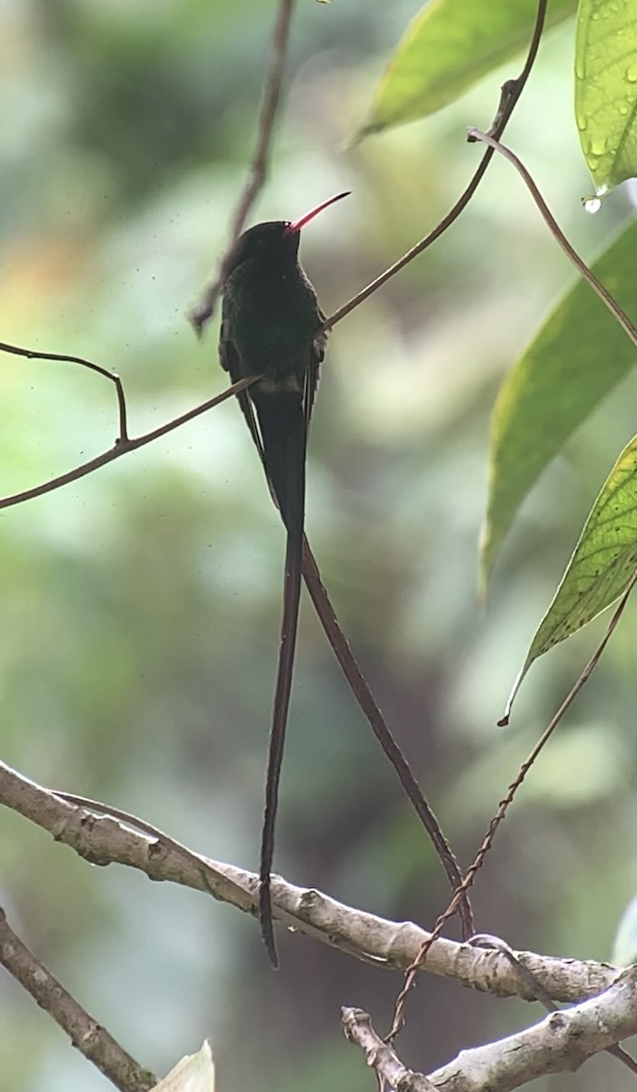 kolibřík červenozobý - ML618406458