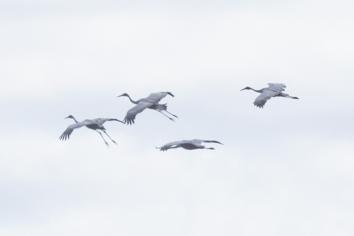 Brolga - Eric VanderWerf