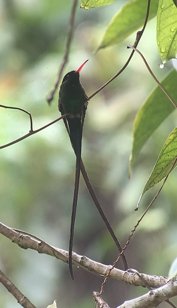 kolibřík červenozobý - ML618406477