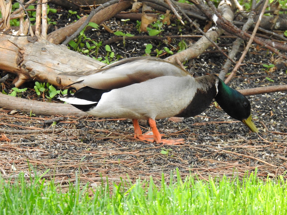 Mallard - James Bolte