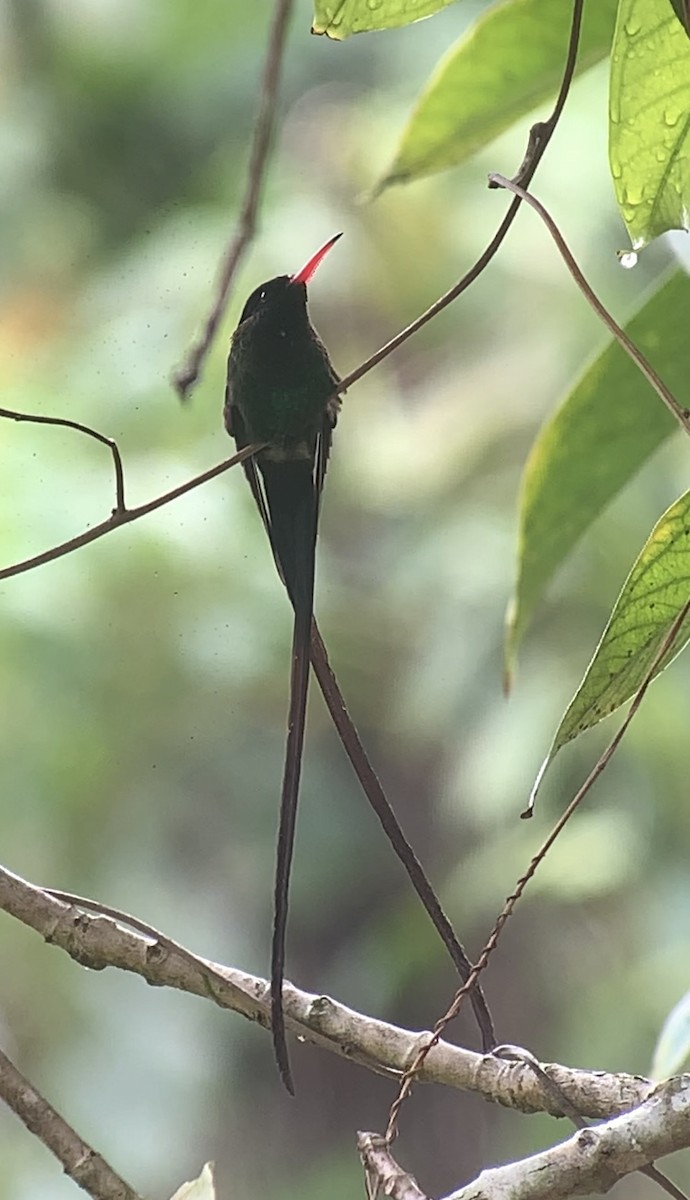 kolibřík červenozobý - ML618406489