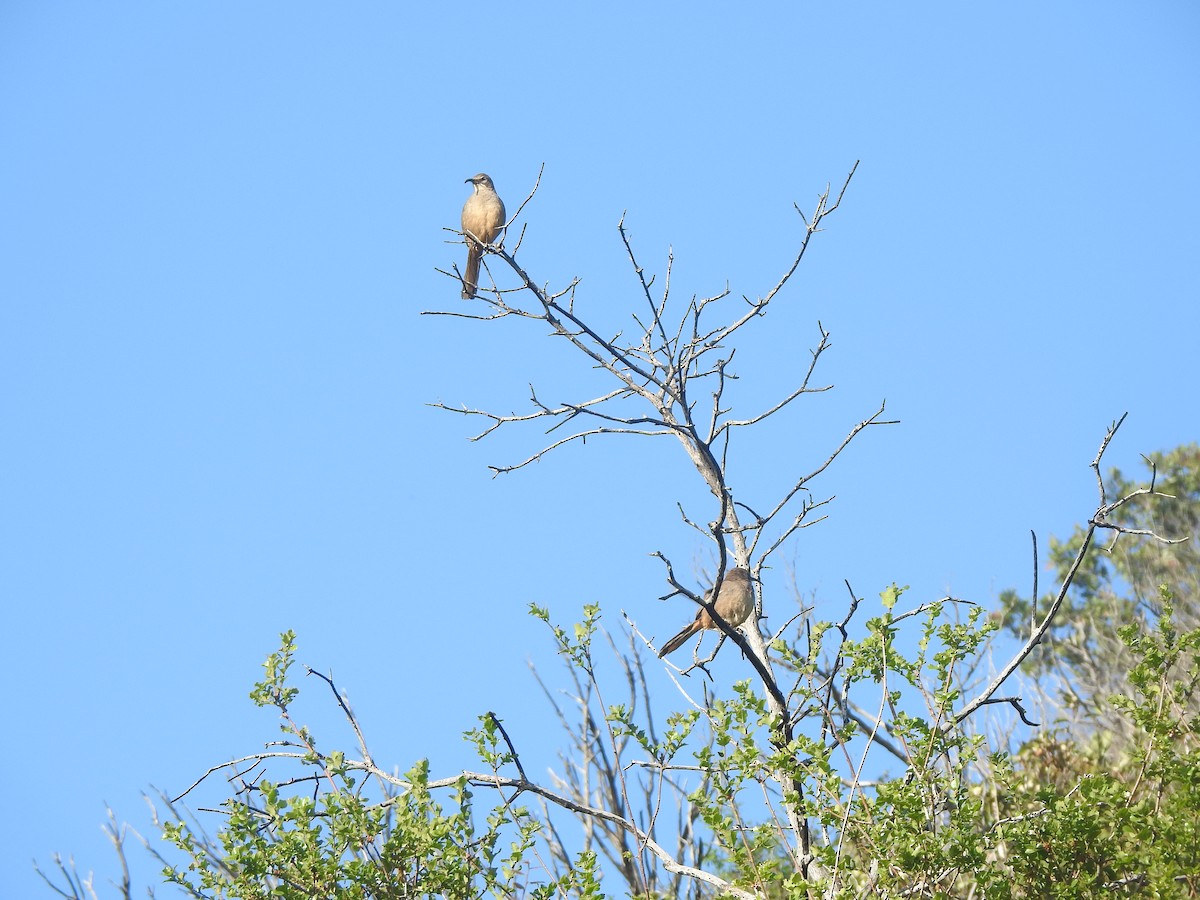 California Thrasher - ML618406524
