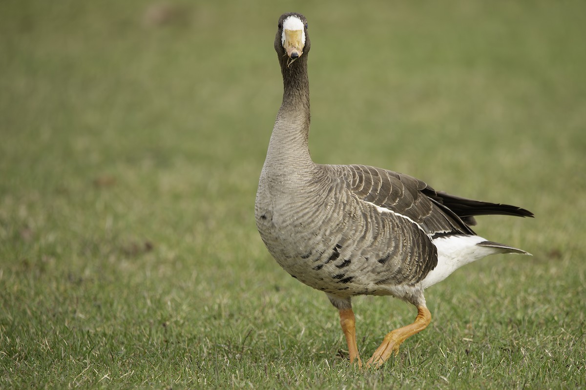 Greater White-fronted Goose - Cam Nikkel