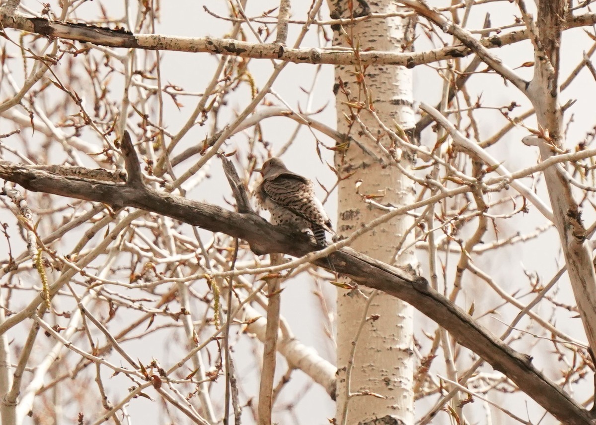 Northern Flicker - Pam Hardy