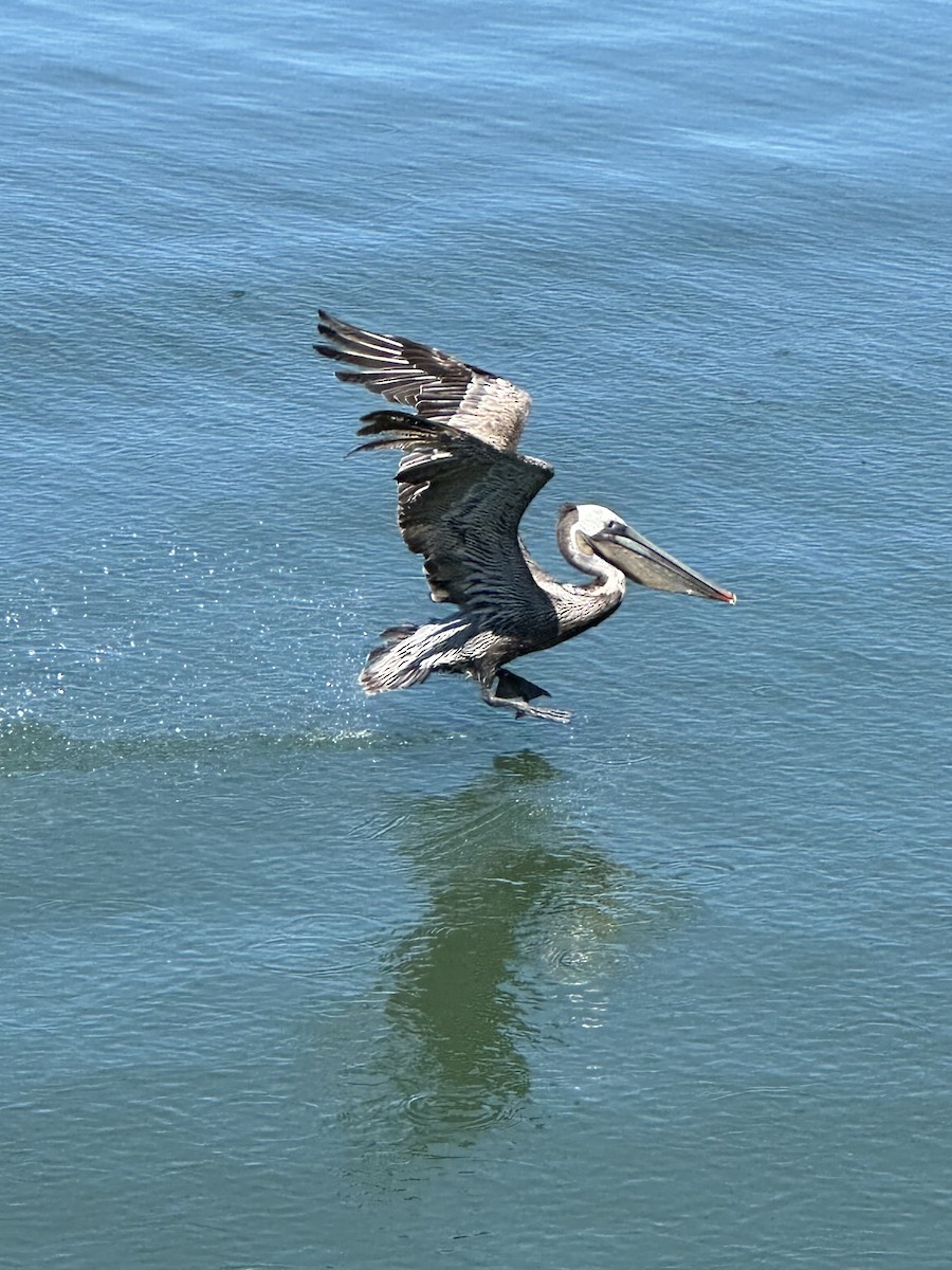 pelikán hnědý - ML618406551