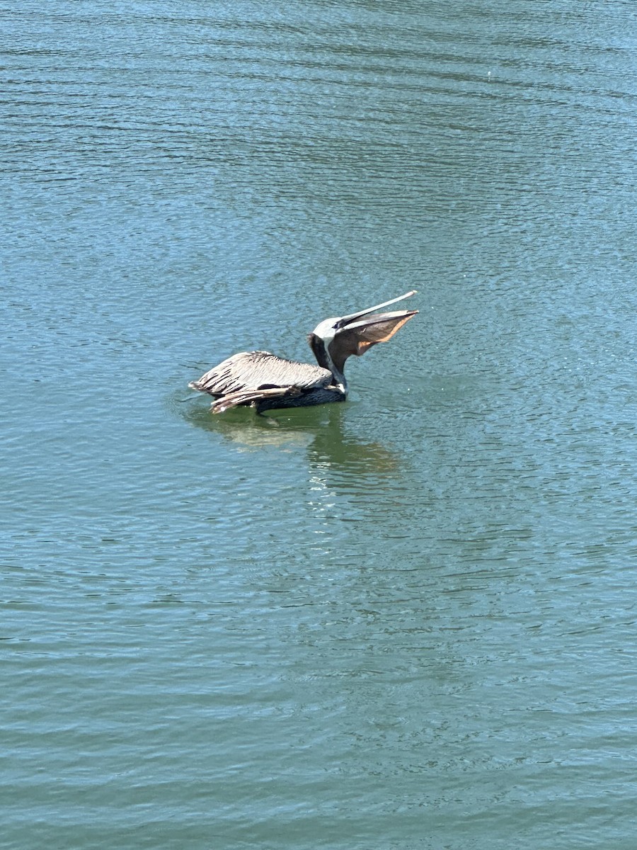 Brown Pelican - ML618406554