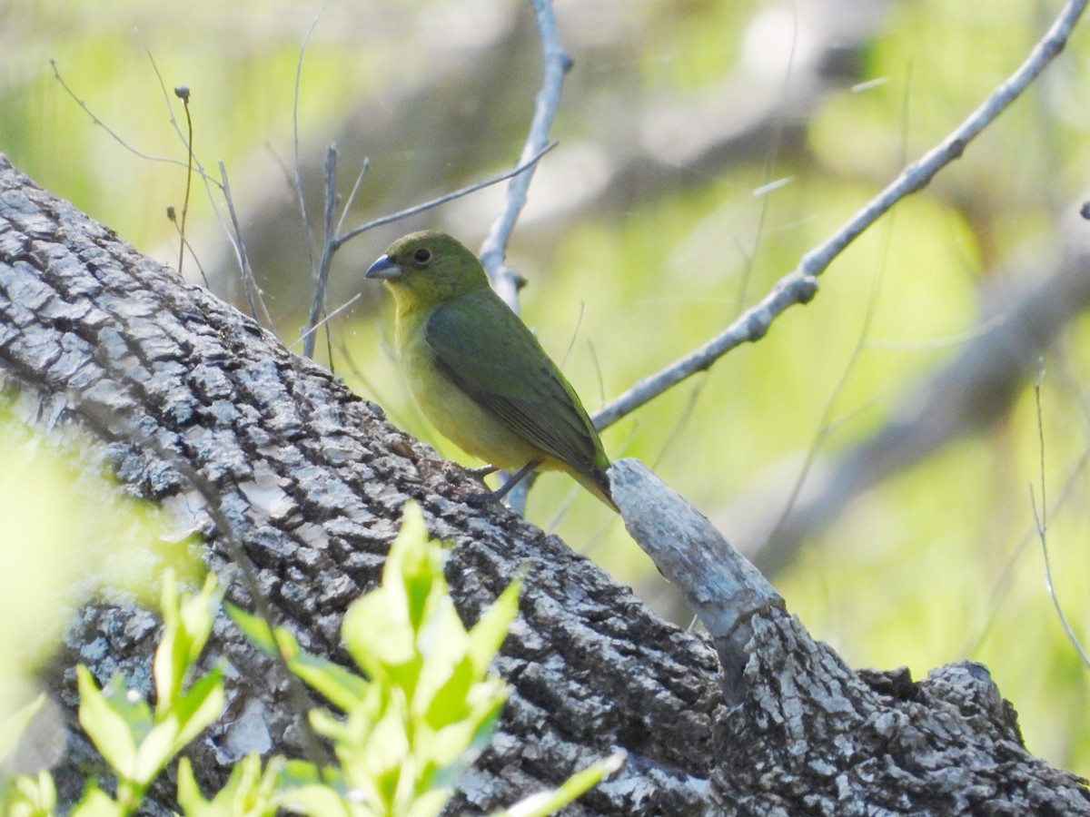 Painted Bunting - ML618406556