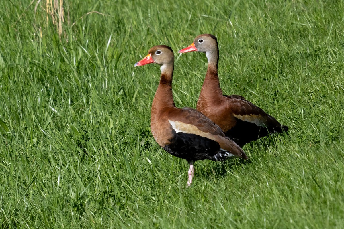 Black-bellied Whistling-Duck - Ian Sarmiento