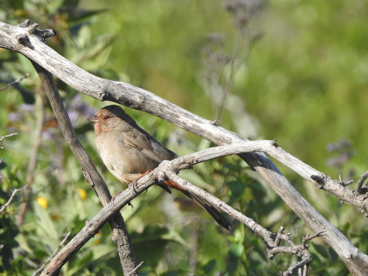 California Towhee - ML618406569