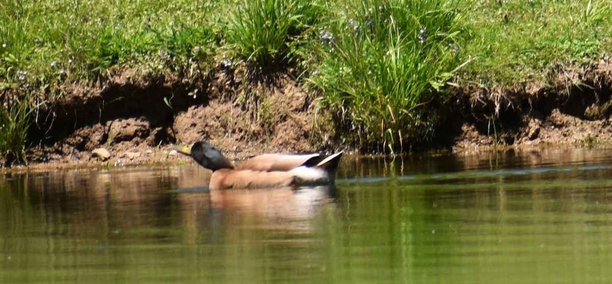 Muscovy Duck (Domestic type) - ML618406588