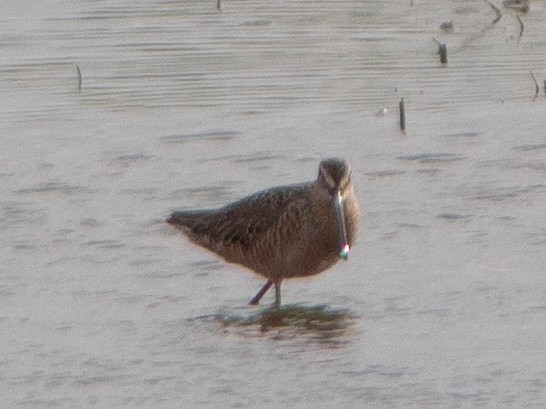 Long-billed Dowitcher - ML618406605