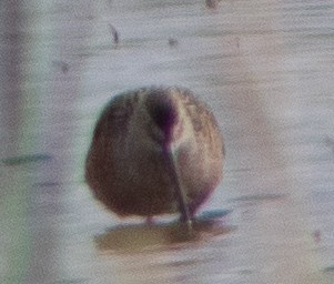 Long-billed Dowitcher - ML618406606