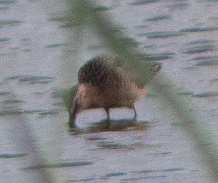 Long-billed Dowitcher - ML618406607