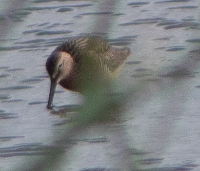 Long-billed Dowitcher - ML618406608