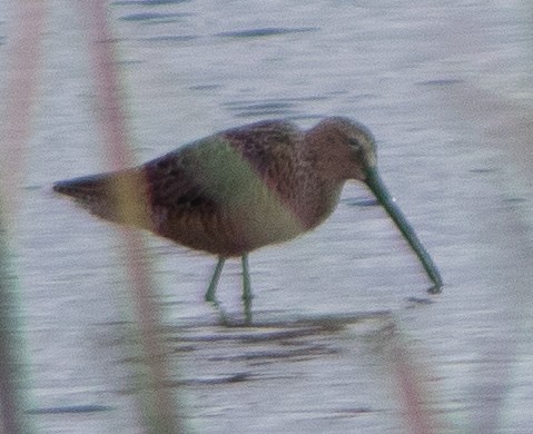 Long-billed Dowitcher - ML618406610