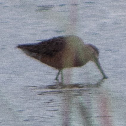 Long-billed Dowitcher - ML618406611