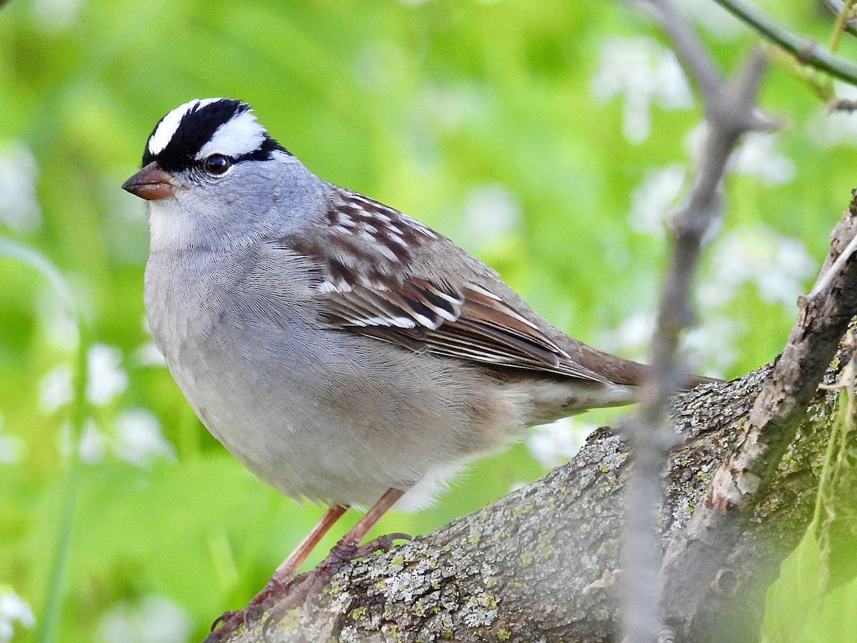 White-crowned Sparrow - ML618406614